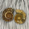Ammonite Fossilized Stone
