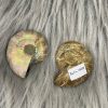 Ammonite Fossilized Stone - Image 2